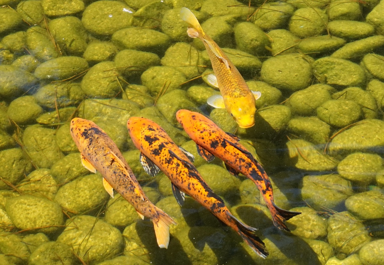 鯉魚鱗片圖片（無鯉魚鱗圖片） 觀賞魚進出口 第1張