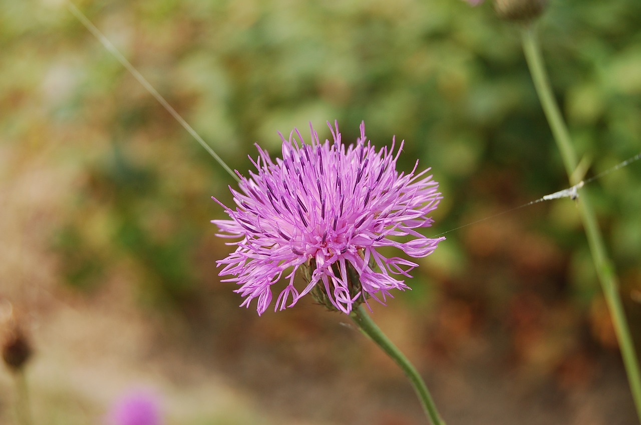 哈爾濱市香坊區(qū)花花世界花鳥魚店（哈爾濱市香坊區(qū)花花世界花鳥魚店電話）