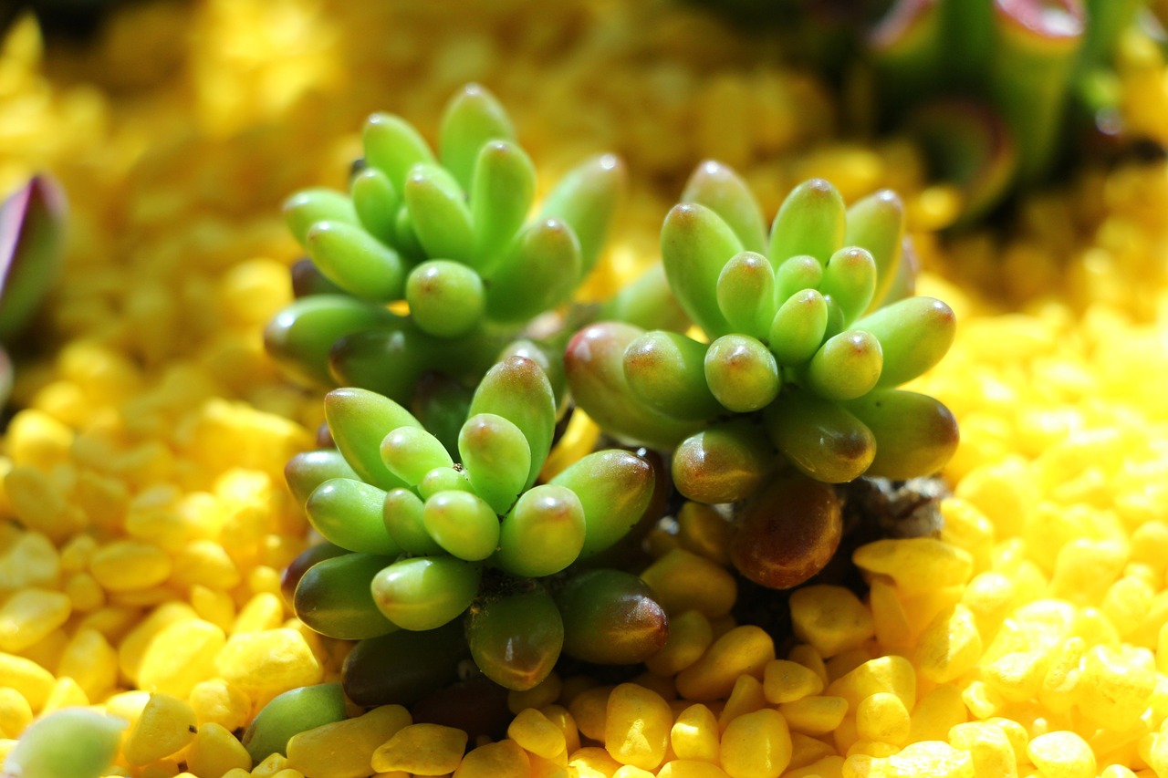 花草觀賞魚怎么養(yǎng)殖（花草魚好養(yǎng)嗎） 造景/裝飾 第1張