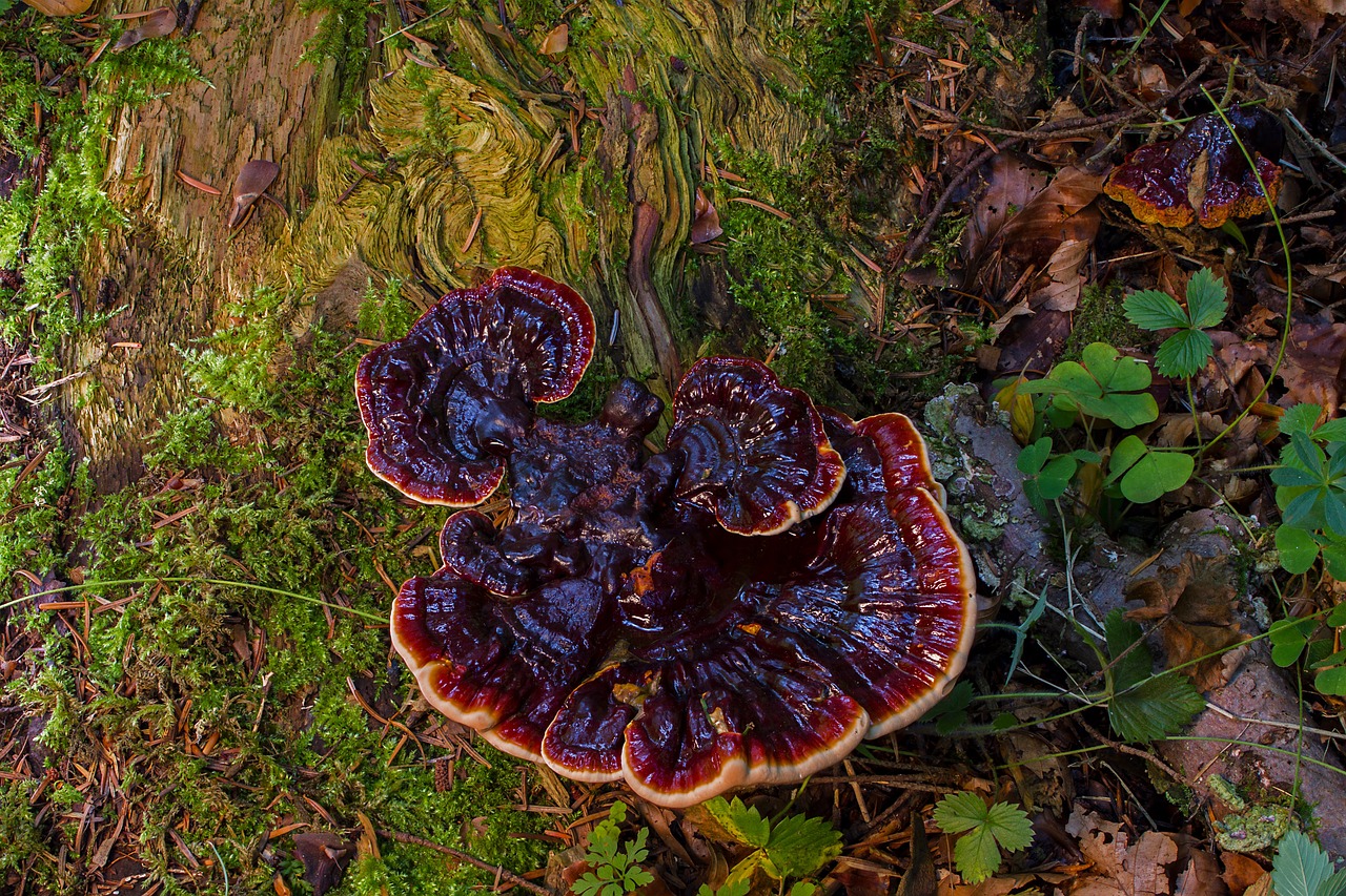 橙色龍魚(yú)變紅了怎么辦（龍魚(yú)拉紅便怎么辦）