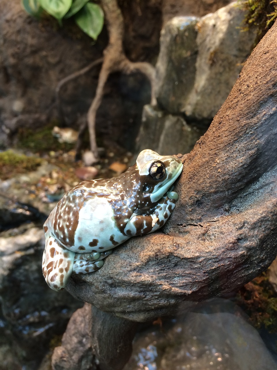 沈陽市和平區(qū)謝迎春生態(tài)水族店 全國水族館企業(yè)名錄 第3張