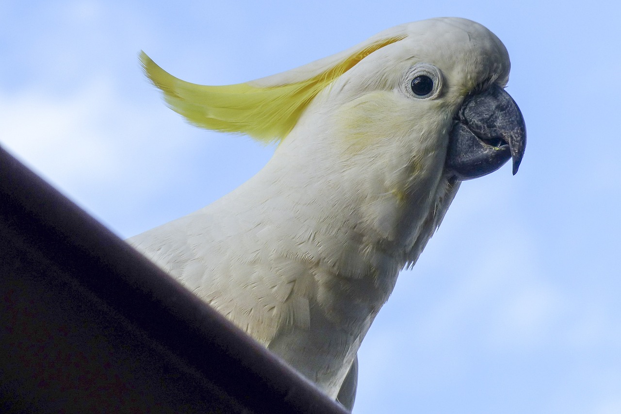 山東潤澤魚缸官網(wǎng)報(bào)價(jià)：山東潤澤生物科技有限公司 大嘴鯨魚