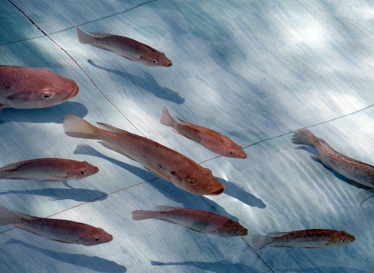 金龍魚夏天水溫多少合適（金龍魚夏天水溫多少合適釣魚）