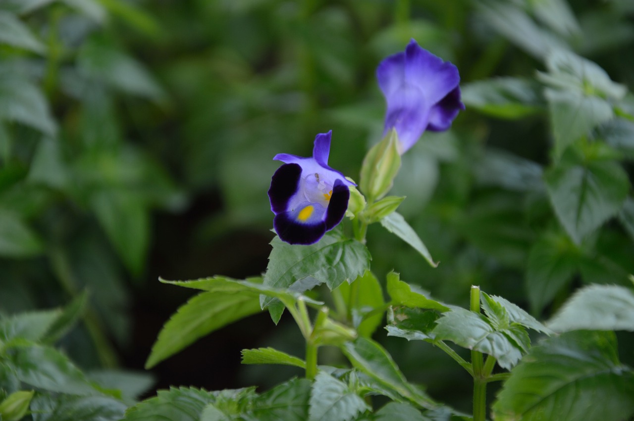 金蝴蝶花（金蝴蝶花室內(nèi)養(yǎng)好嗎） 蝴蝶鯉 第4張