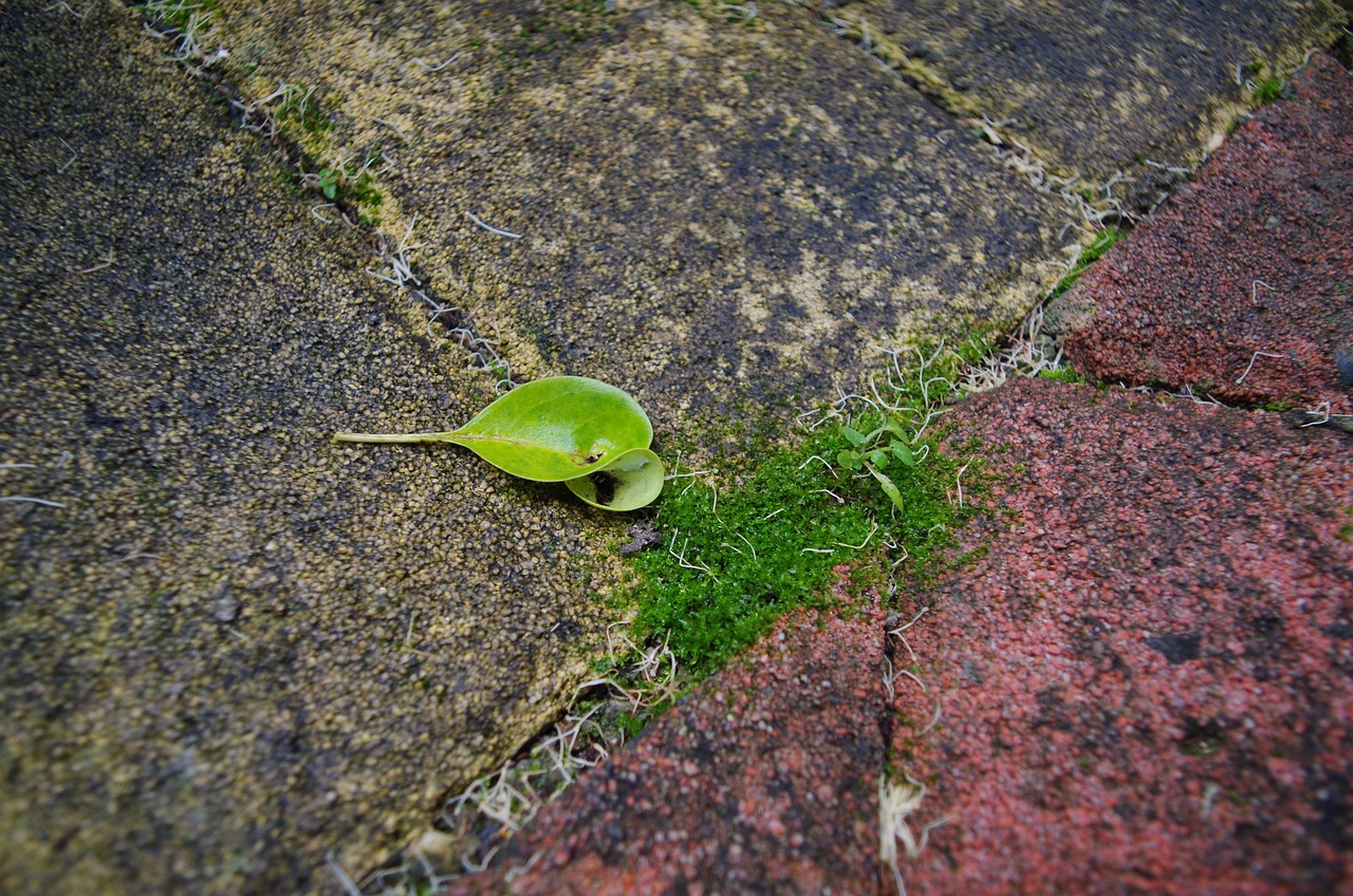 魚缸漲了青苔怎么辦不想換水（魚缸起青苔的解決辦法）