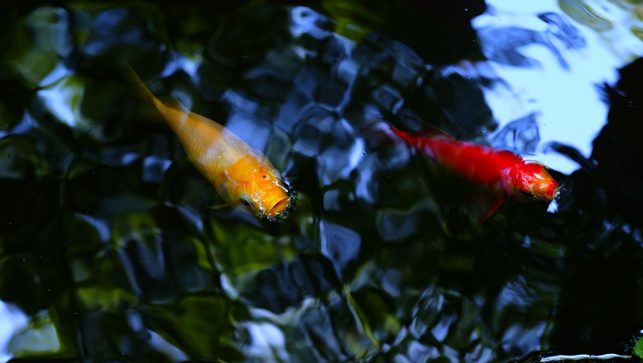 清遠(yuǎn)錦鯉池維護(hù)（錦鯉魚池日常維護(hù)） 玫瑰銀版魚 第2張