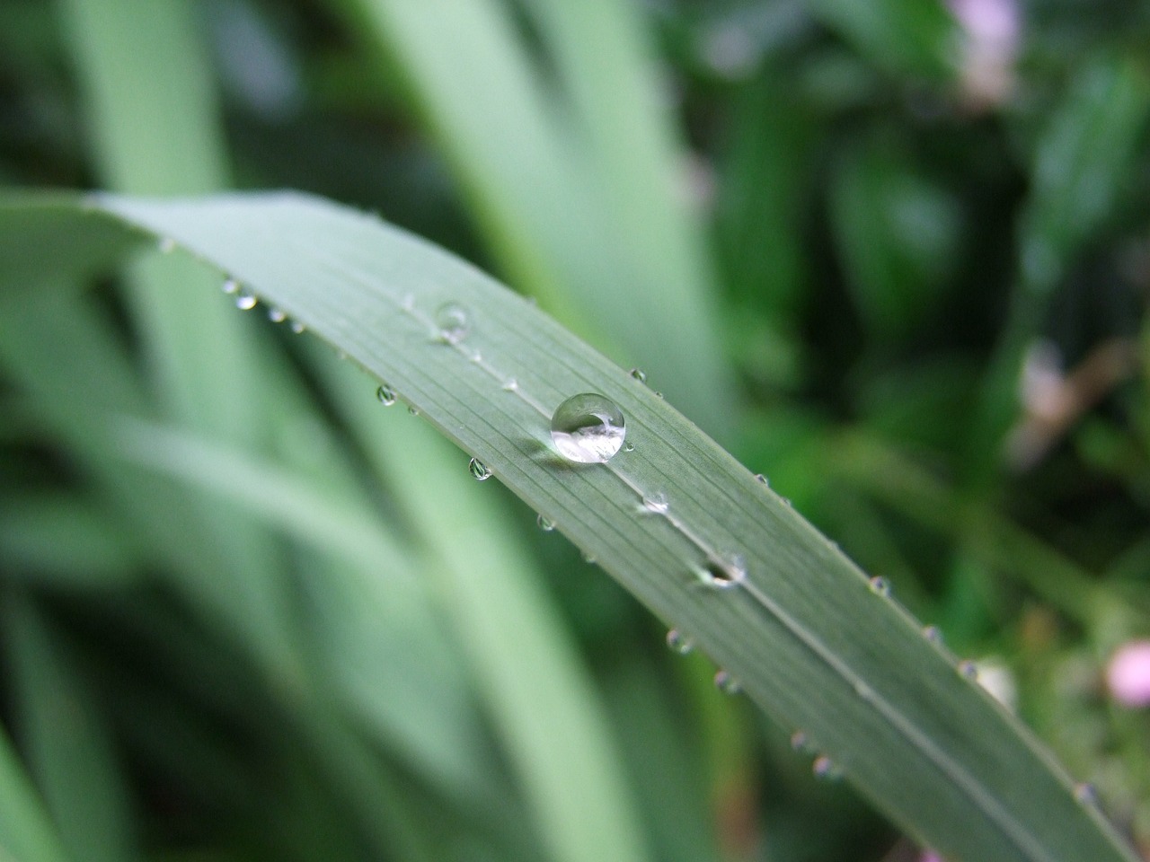 鐵皇冠和九冠水草哪個好養(yǎng)一點(diǎn)（九冠水草和鐵皇冠水草） 水草 第2張