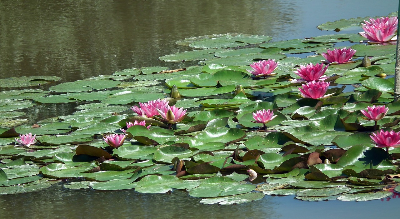 奎文區(qū)東關(guān)壹號水族生態(tài)魚缸店（奎文區(qū)東關(guān)壹號水族生態(tài)魚缸店電話）