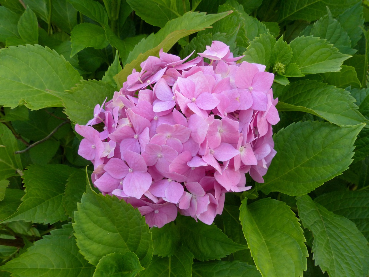 北京花卉市場有哪些，地址都在哪，北京花卉市場有哪些 白化巴西龜（白巴） 第2張