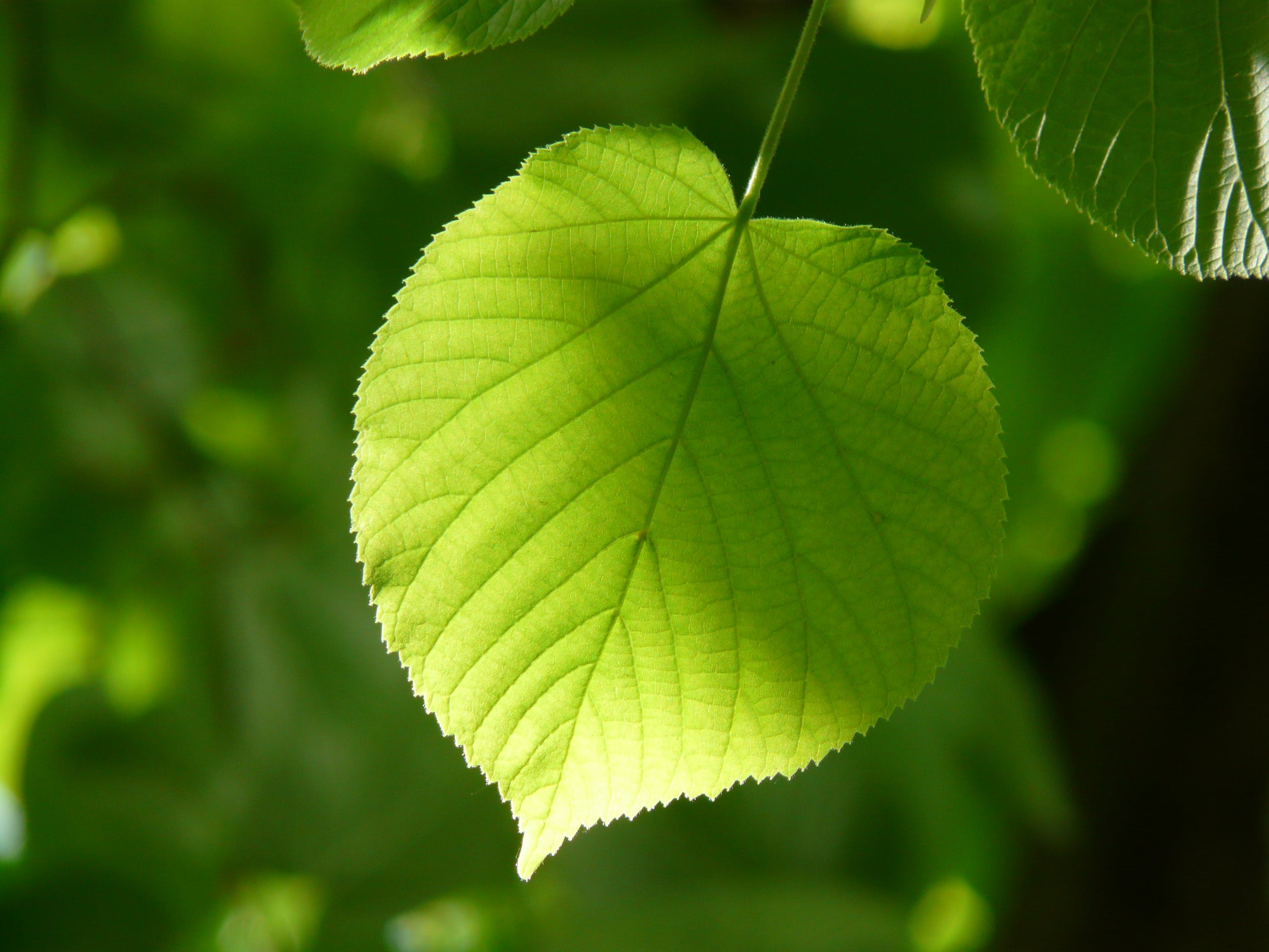 魚(yú)缸壁綠苔處理方法視頻（綠苔魚(yú)缸效果視頻）