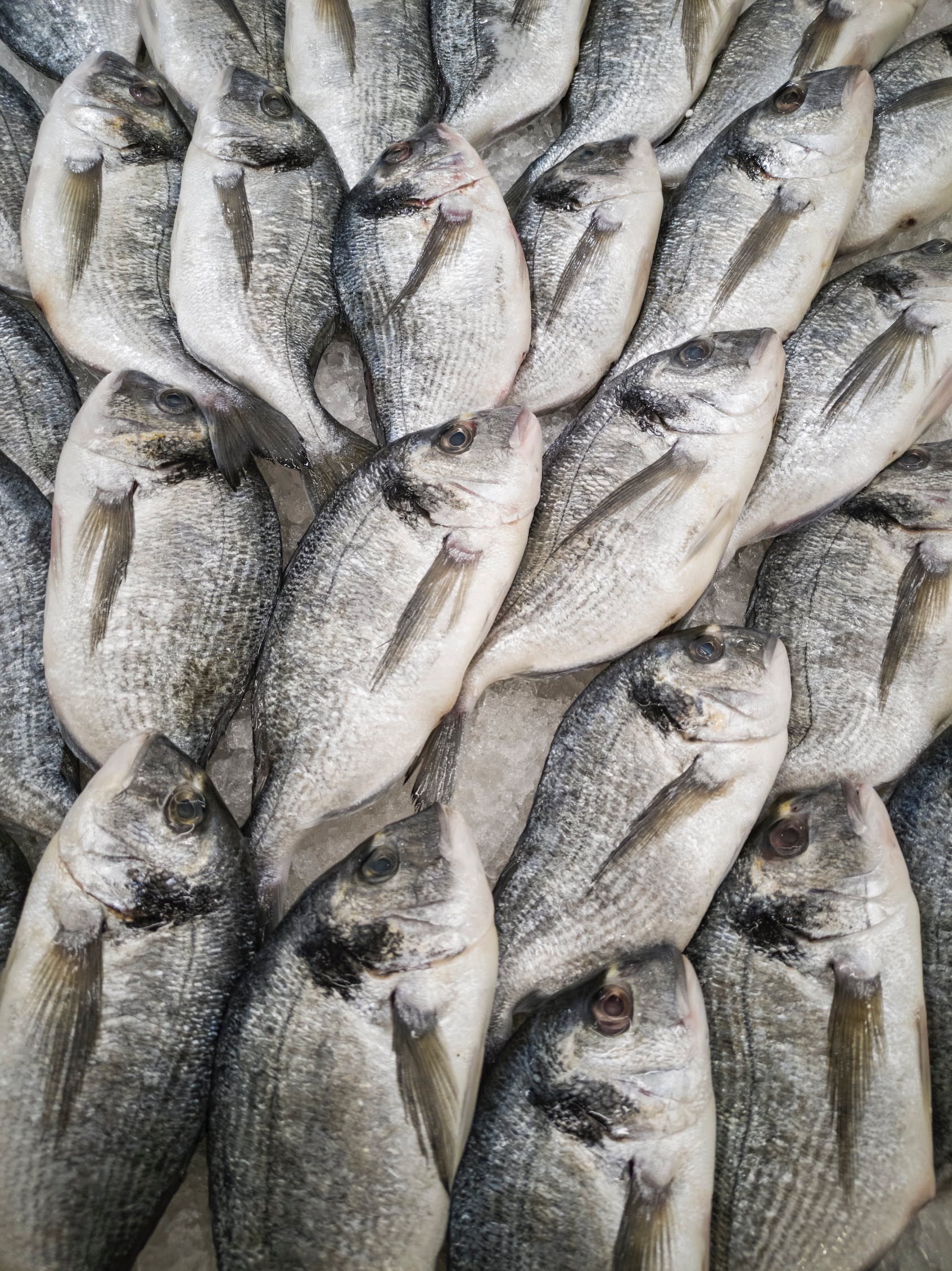 觀賞魚飼料什么牌子的好用又便宜（觀賞魚飼料什么牌子的好用又便宜又好養(yǎng)） 觀賞魚飼料 第2張