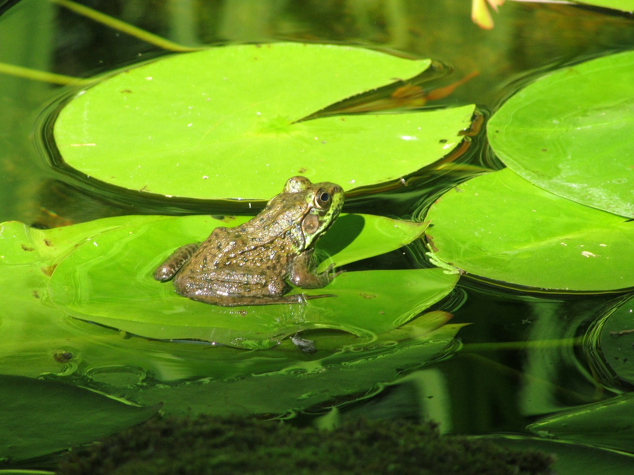 魚缸養(yǎng)鰱鳙喂養(yǎng)方法（魚缸養(yǎng)鰱鳙喂養(yǎng)方法視頻） 觀賞魚 第4張