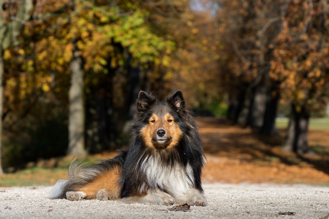 圣伯納犬價(jià)格：圣伯納犬幼崽多少錢一只