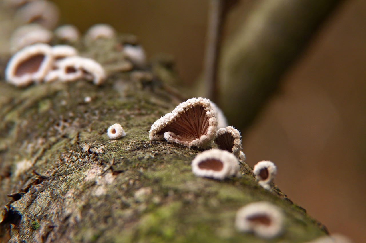 出苔第五天已經(jīng)是變成了短短的綠絨了看著真舒服 非洲金鼓魚 第1張