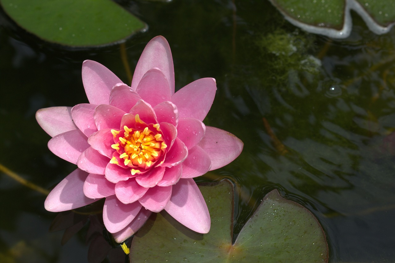 金花羅漢魚(yú)能活幾年嗎（金花羅漢魚(yú)幾個(gè)月成熟）