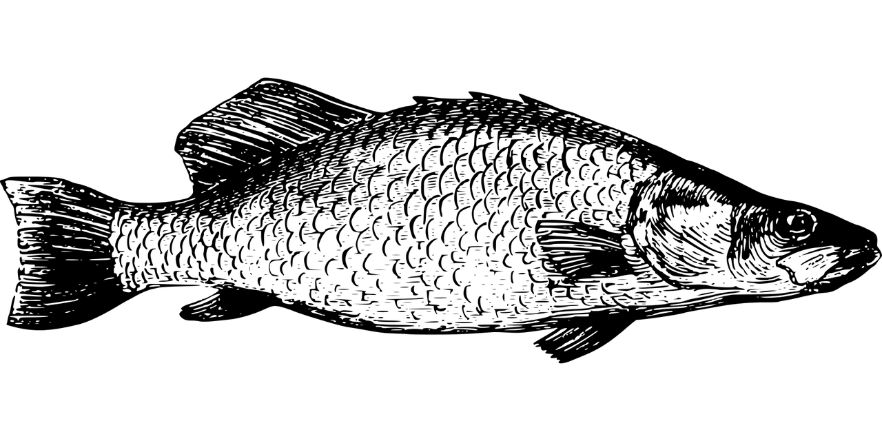 魚(yú)缸里紅色魚(yú)叫什么魚(yú)（魚(yú)缸里的魚(yú)經(jīng)常死是什么原因） 野彩魚(yú) 第1張