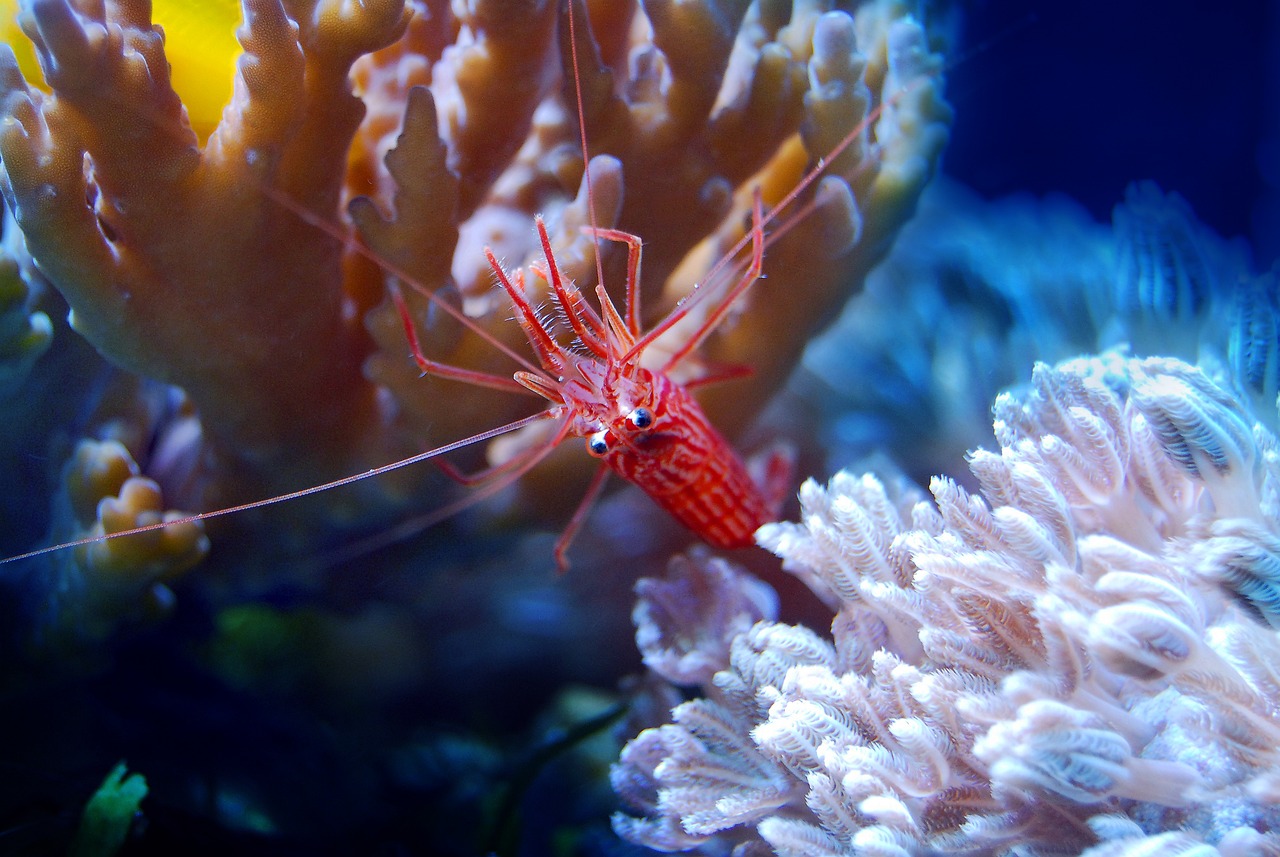 冠縣億彩水族館 全國(guó)水族館企業(yè)名錄 第3張