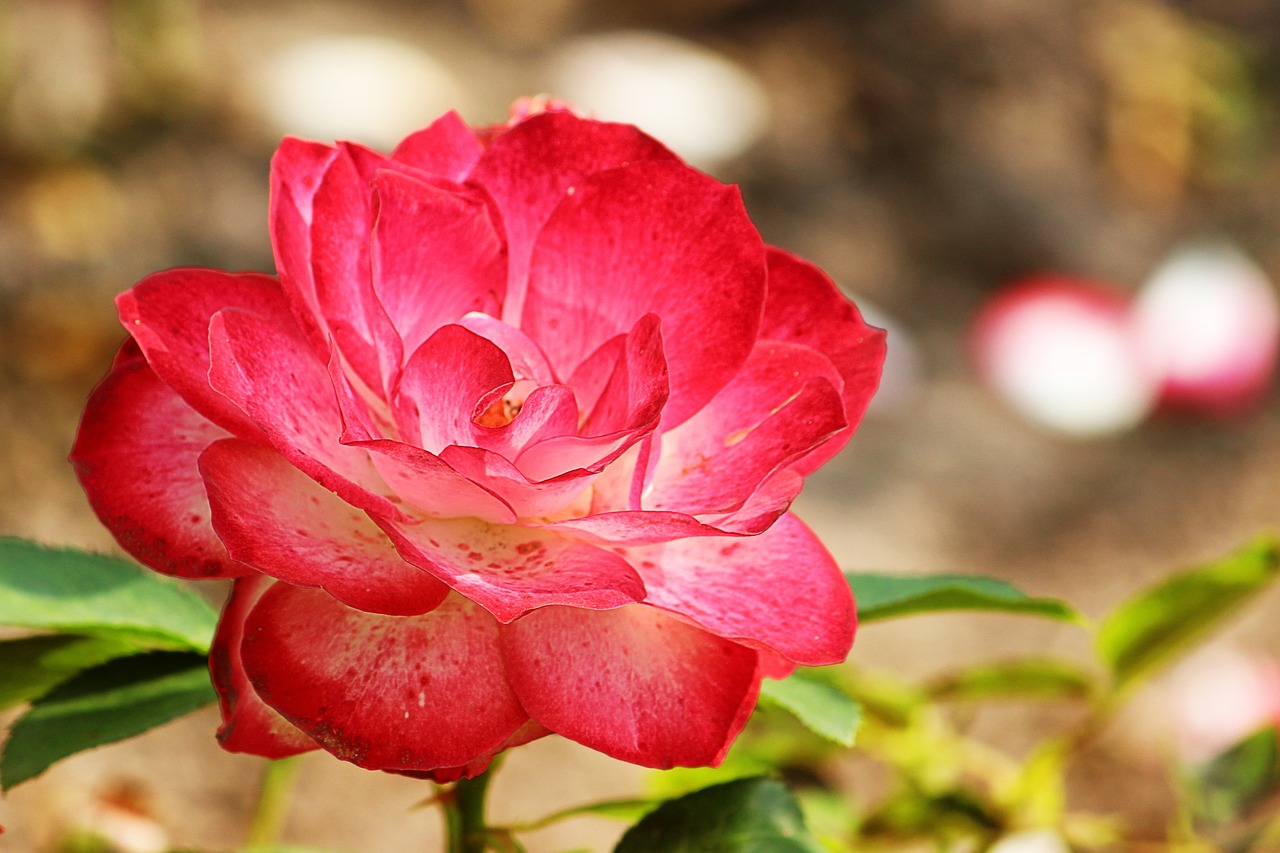 紅白花琉金金魚（鎏金金魚紅白和櫻花怎樣區(qū)別） 其他益生菌 第5張