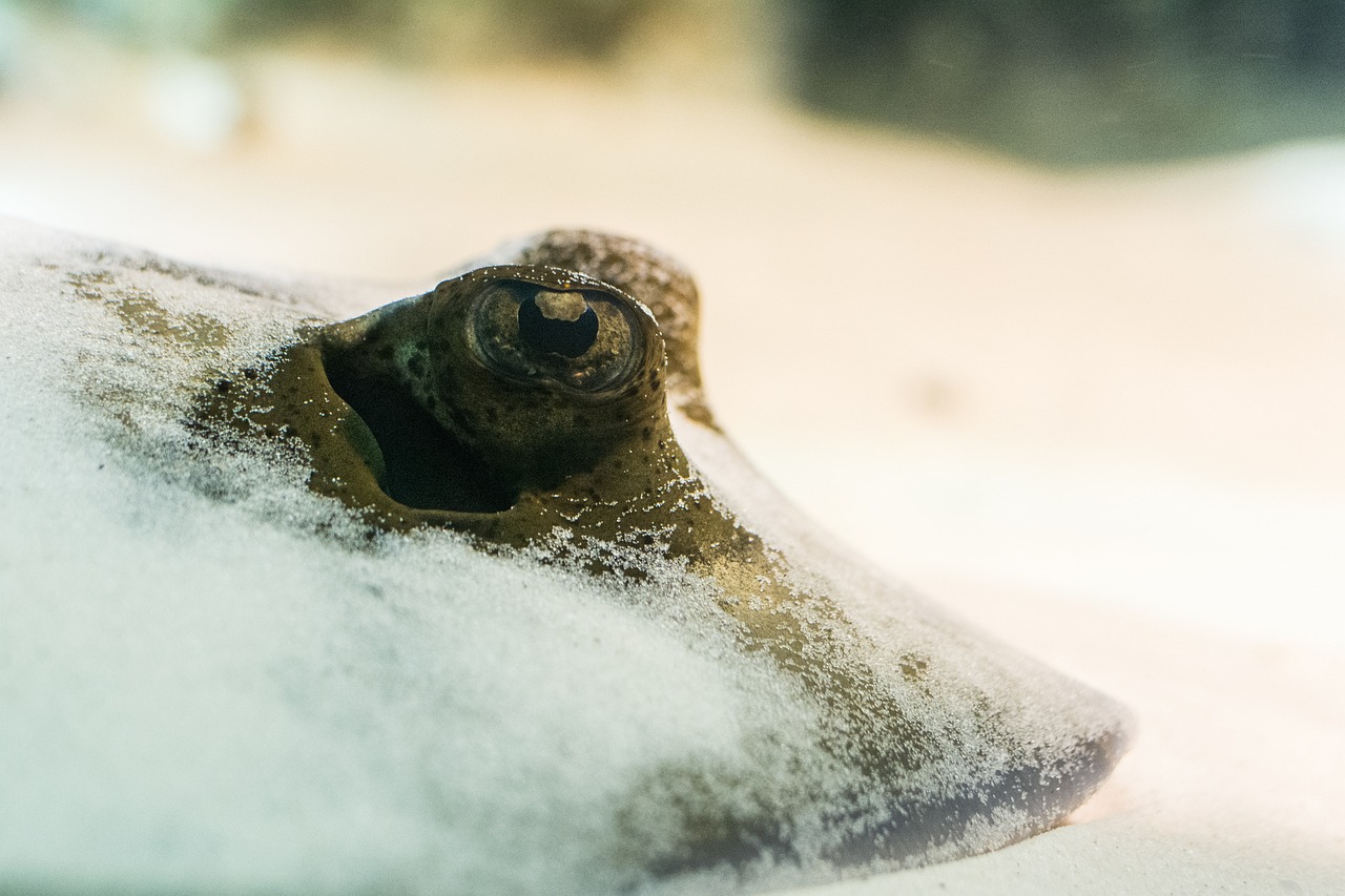 水族箱底沙問題 魚缸/水族箱 第1張