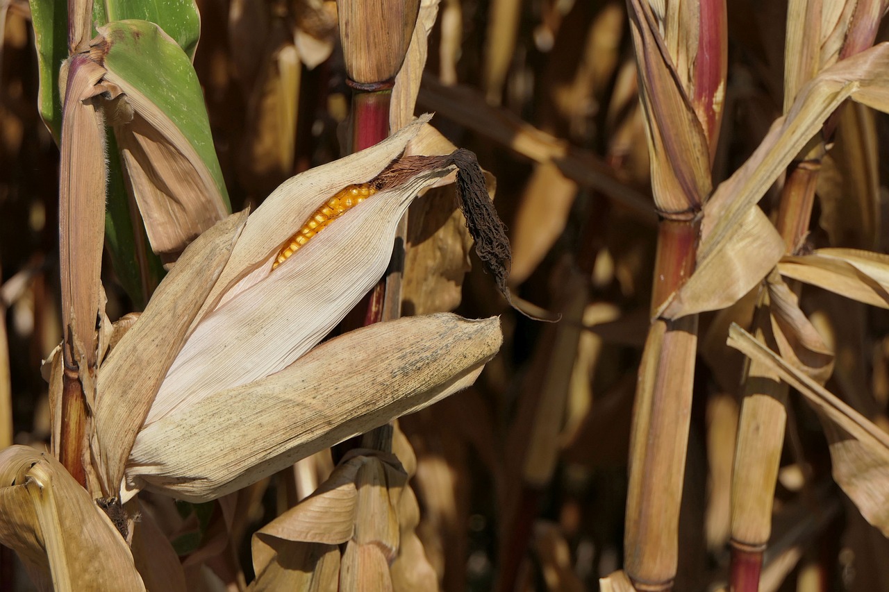 鸚鵡魚(yú)和銀龍魚(yú)怎么養(yǎng)？，百度百科—銀龍魚(yú)鸚鵡魚(yú)和銀龍魚(yú)混養(yǎng)水溫多少合適 鸚鵡魚(yú) 第2張