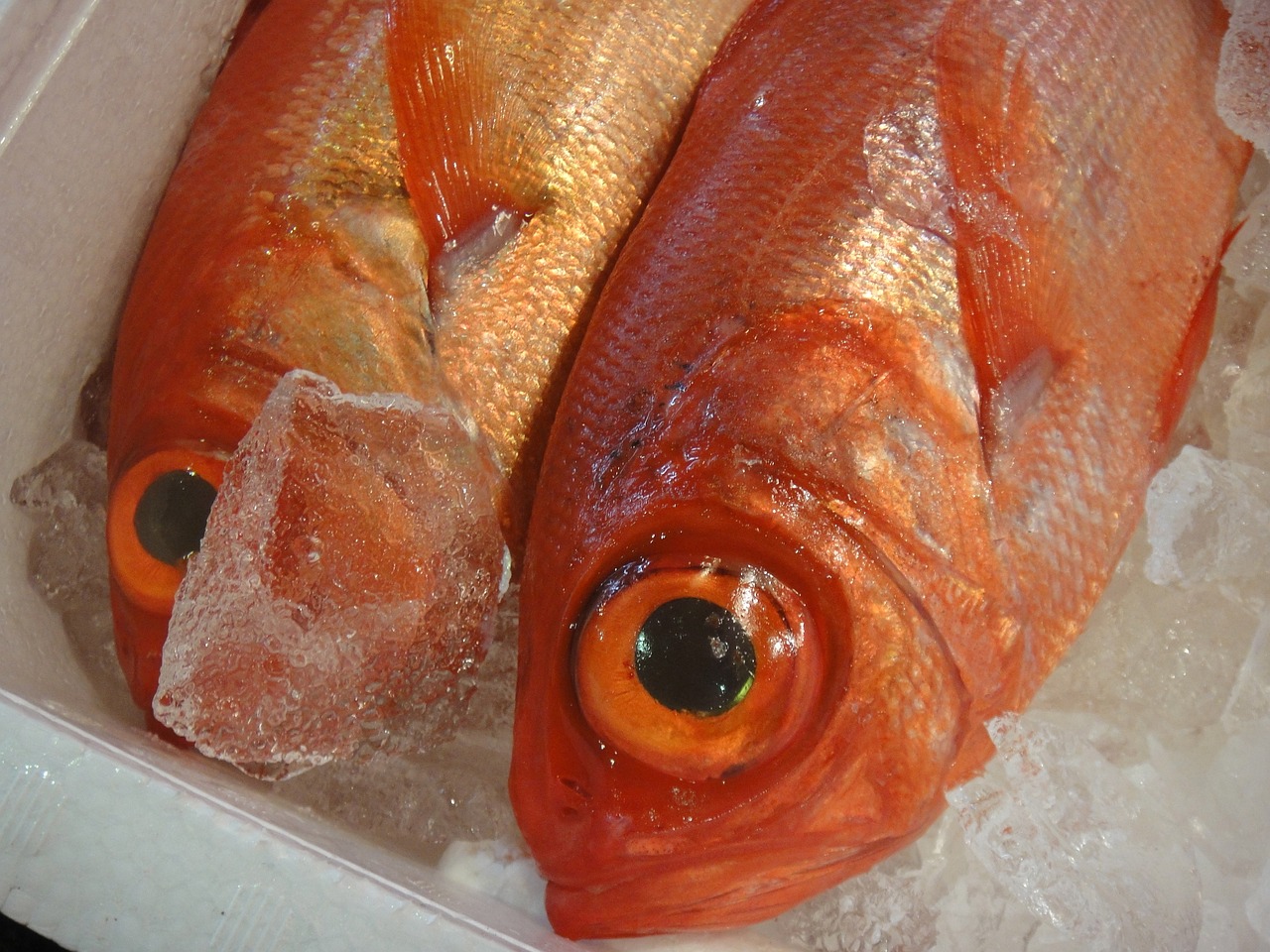 觀賞魚(yú)浮在水面上下不去怎么辦（觀賞魚(yú)往水面上游是什么問(wèn)題）