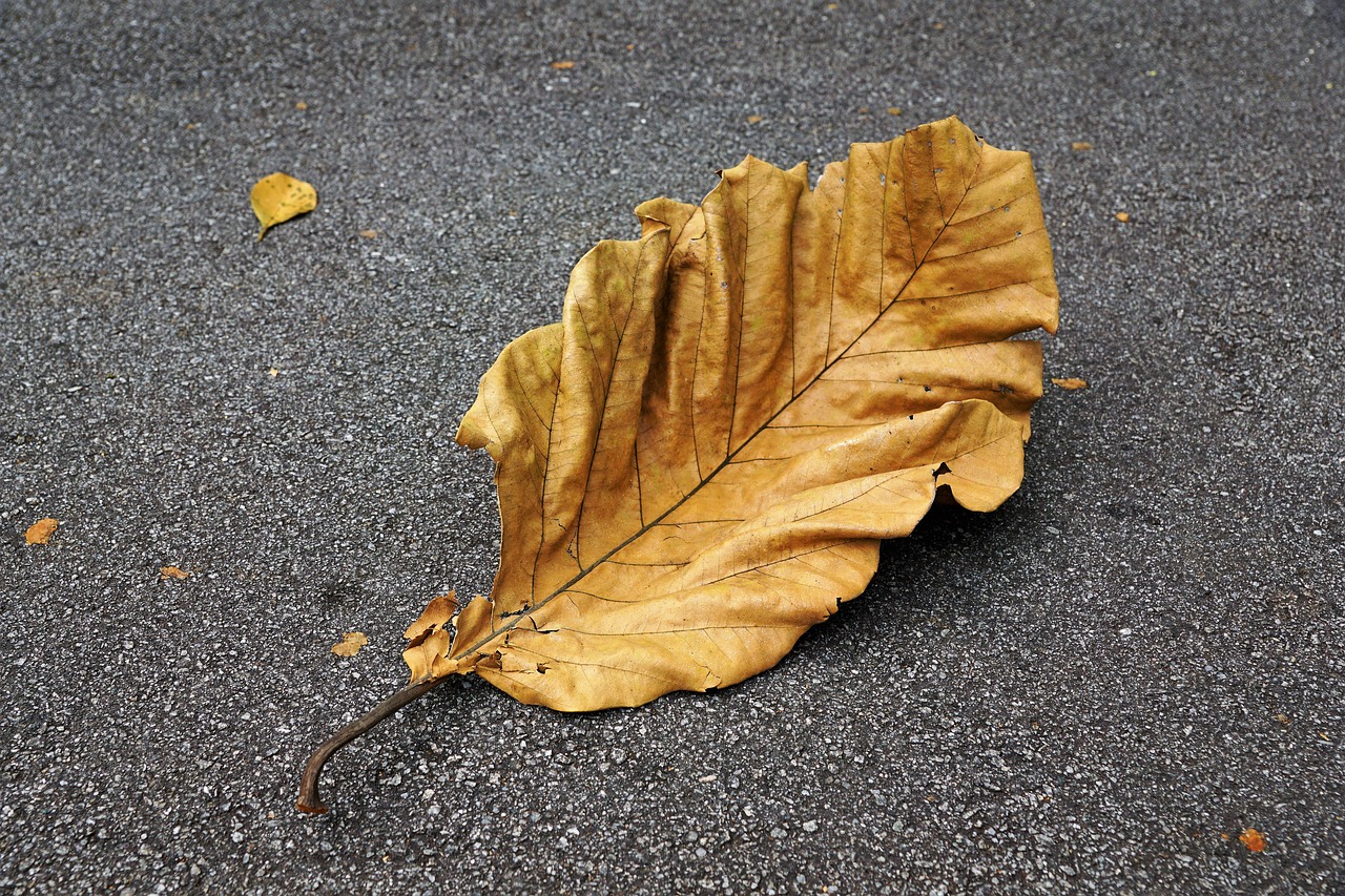 黃金泥鰍能清理魚(yú)缸糞便嗎（黃金泥鰍可以清理魚(yú)缸嗎） 羅漢魚(yú) 第3張