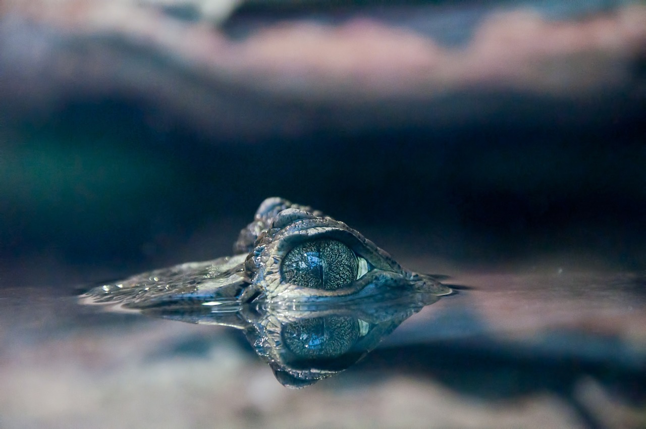 野生龍魚生活環(huán)境怎么樣，野生龍魚視頻大全集