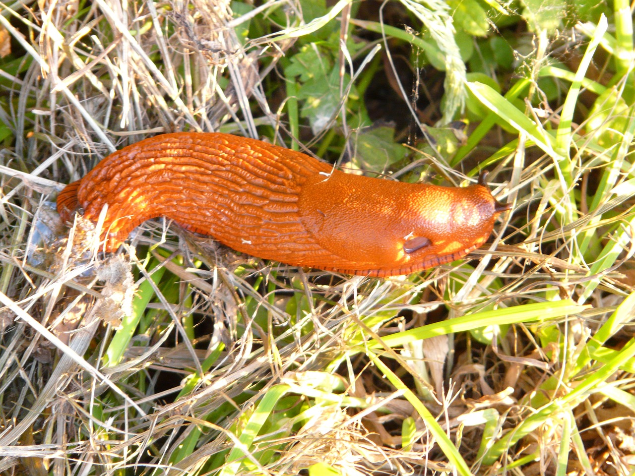 泰國虎魚吃什么？ 虎魚百科 第4張