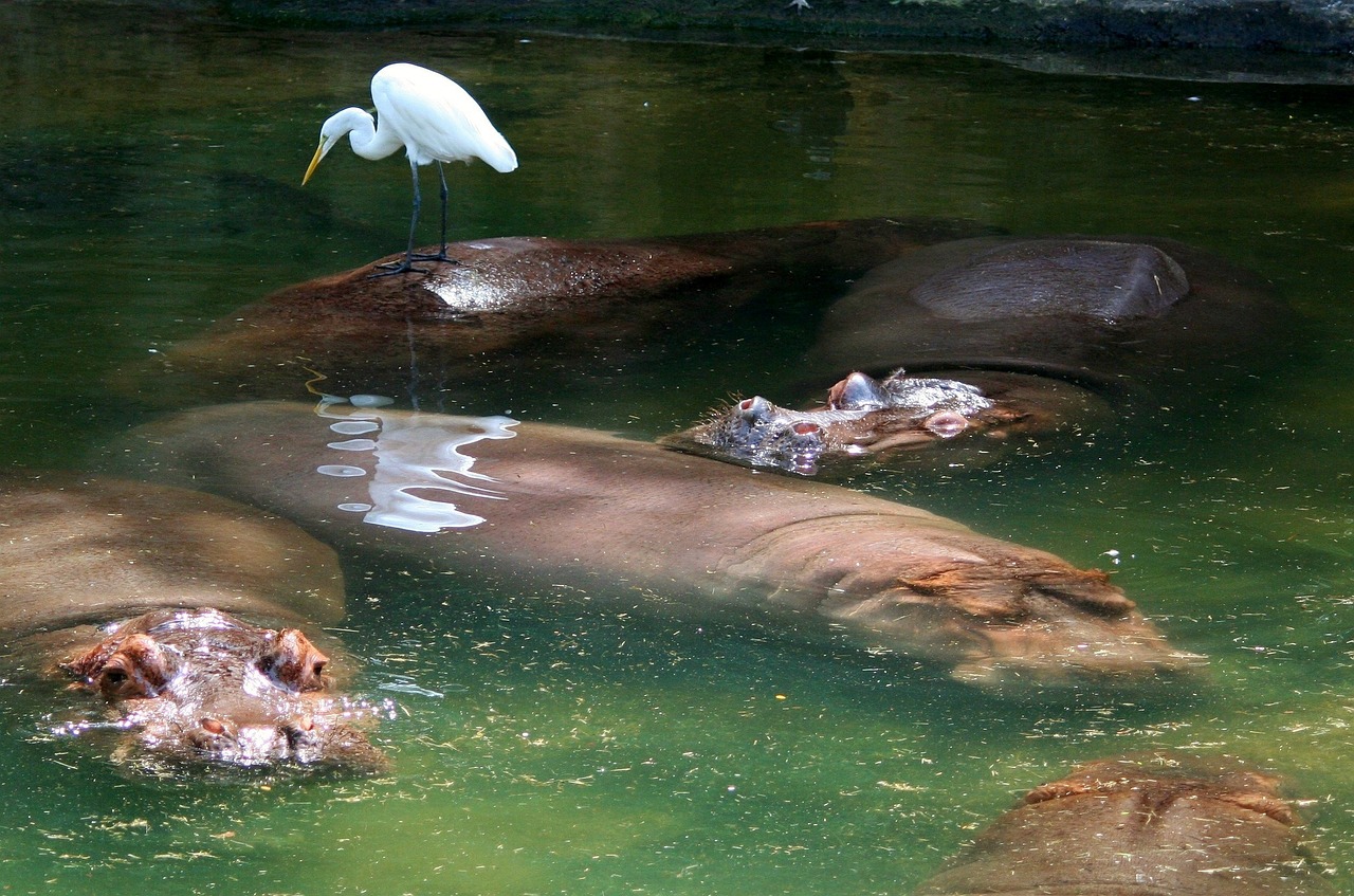 魚缸氧氣泵不冒泡了 