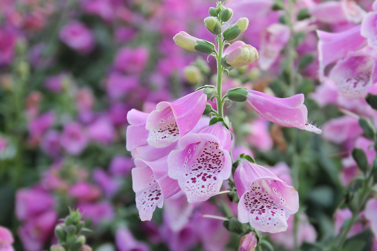 固原市原州區(qū)芳草花卉種植園（固原市原州區(qū)芳草花卉種植園地址） 全國(guó)水族館企業(yè)名錄 第2張