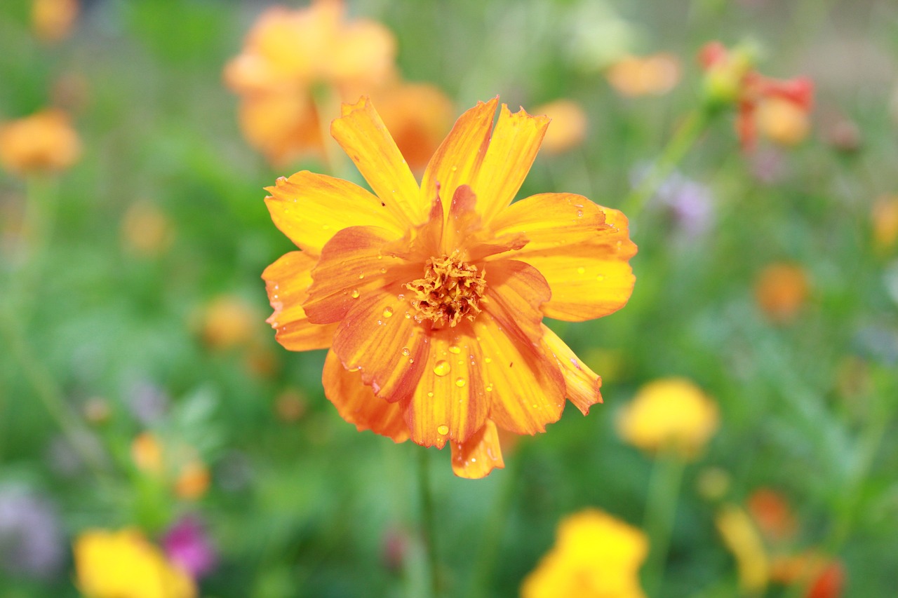 固原市原州區(qū)芳草花卉種植園（固原市原州區(qū)芳草花卉種植園地址） 全國(guó)水族館企業(yè)名錄 第3張