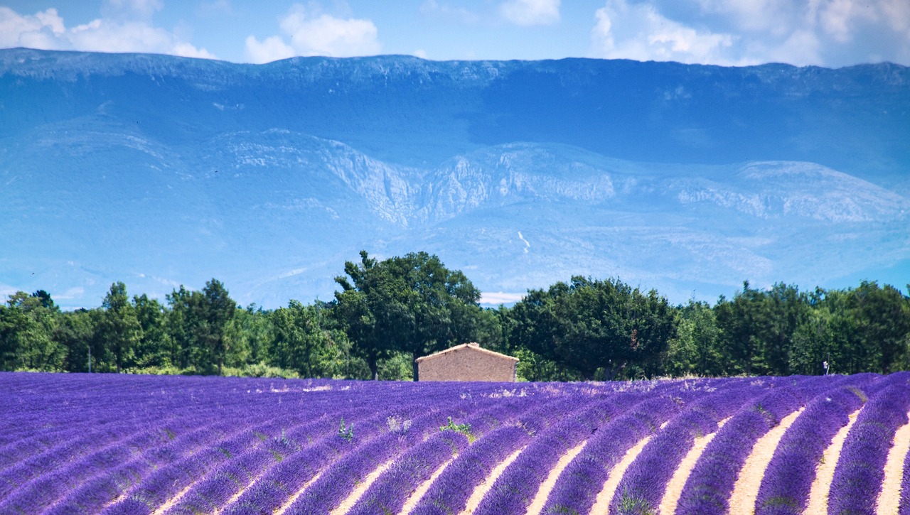 孝南區(qū)薔薇島嶼花店