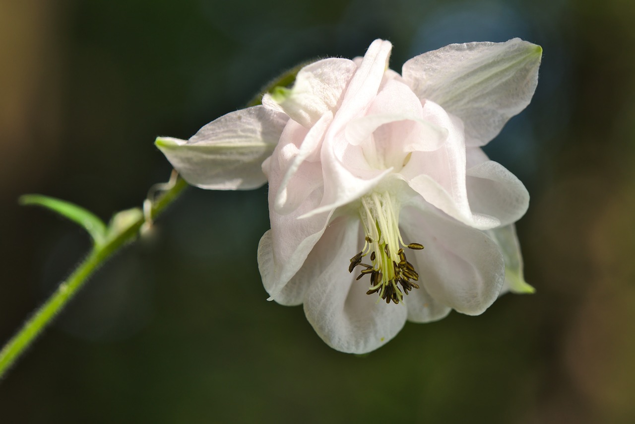 上饒市廣豐區(qū)梔子花開(kāi)花藝生活館