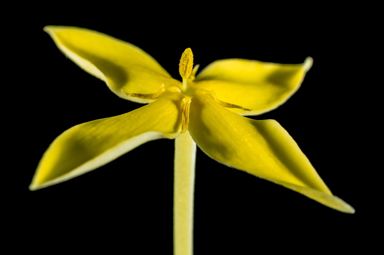 汝陽縣時(shí)光顧花藝生活館（汝陽縣時(shí)光顧花藝生活館地址）