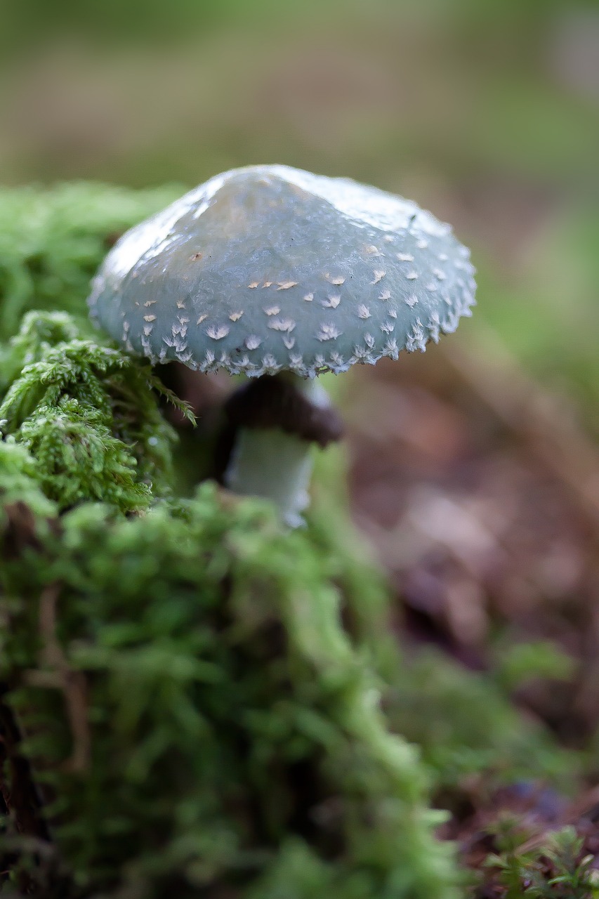 魚缸里石頭長綠苔好嗎（魚缸里長綠苔對魚有影響嗎）