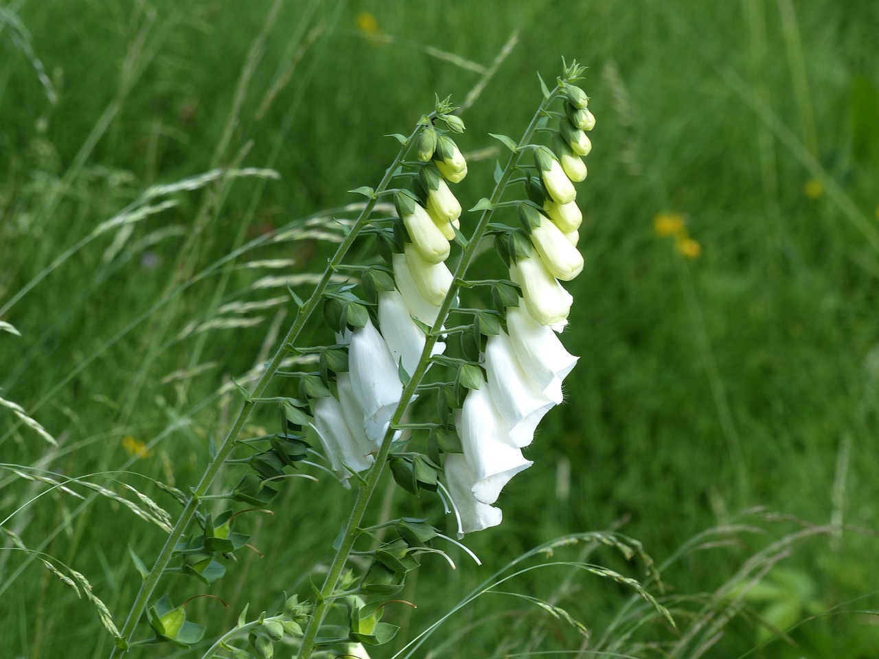 磁縣賽風(fēng)花圃園