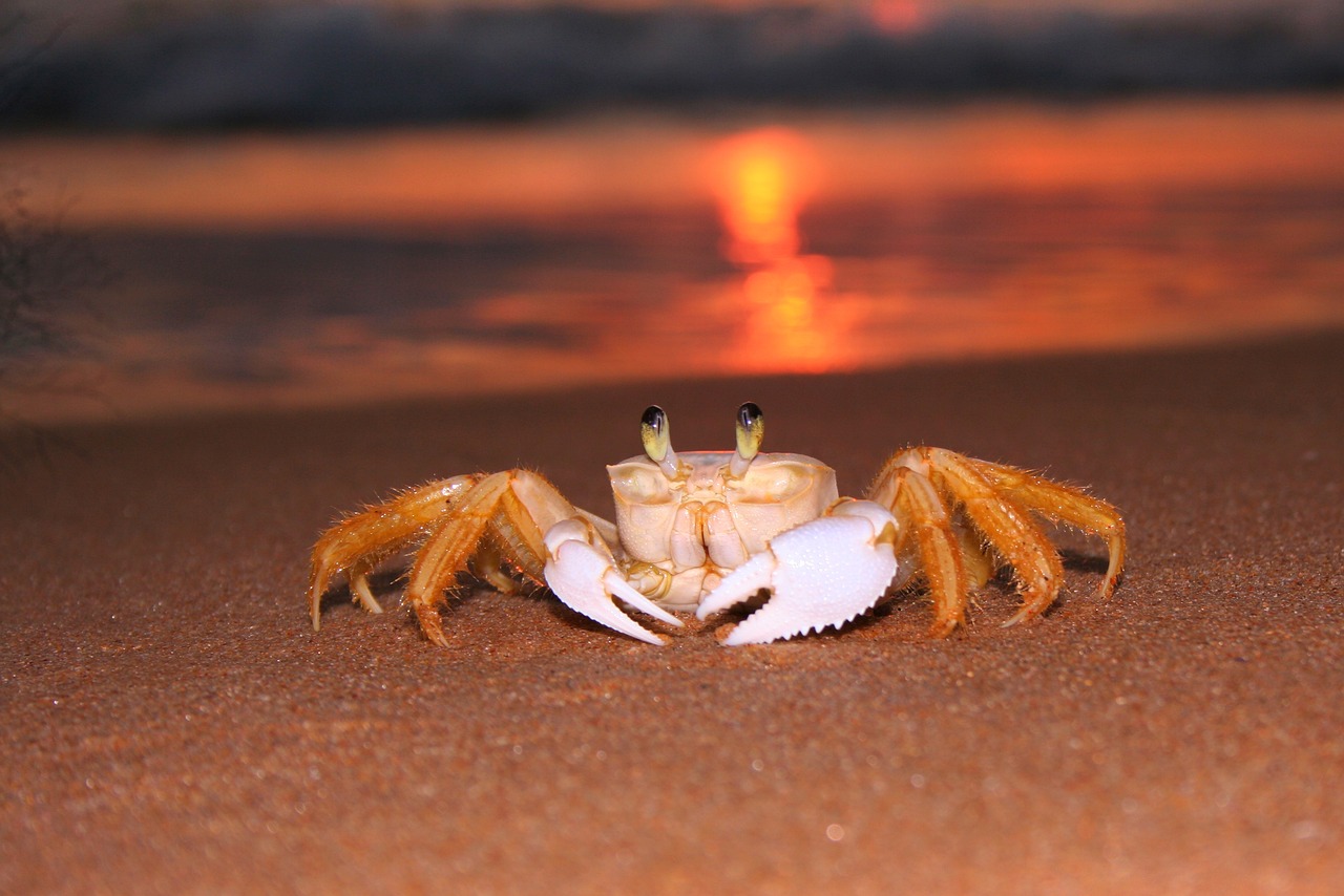 虎魚真挑食 吃死蝦不吃死魚 虎魚百科 第4張