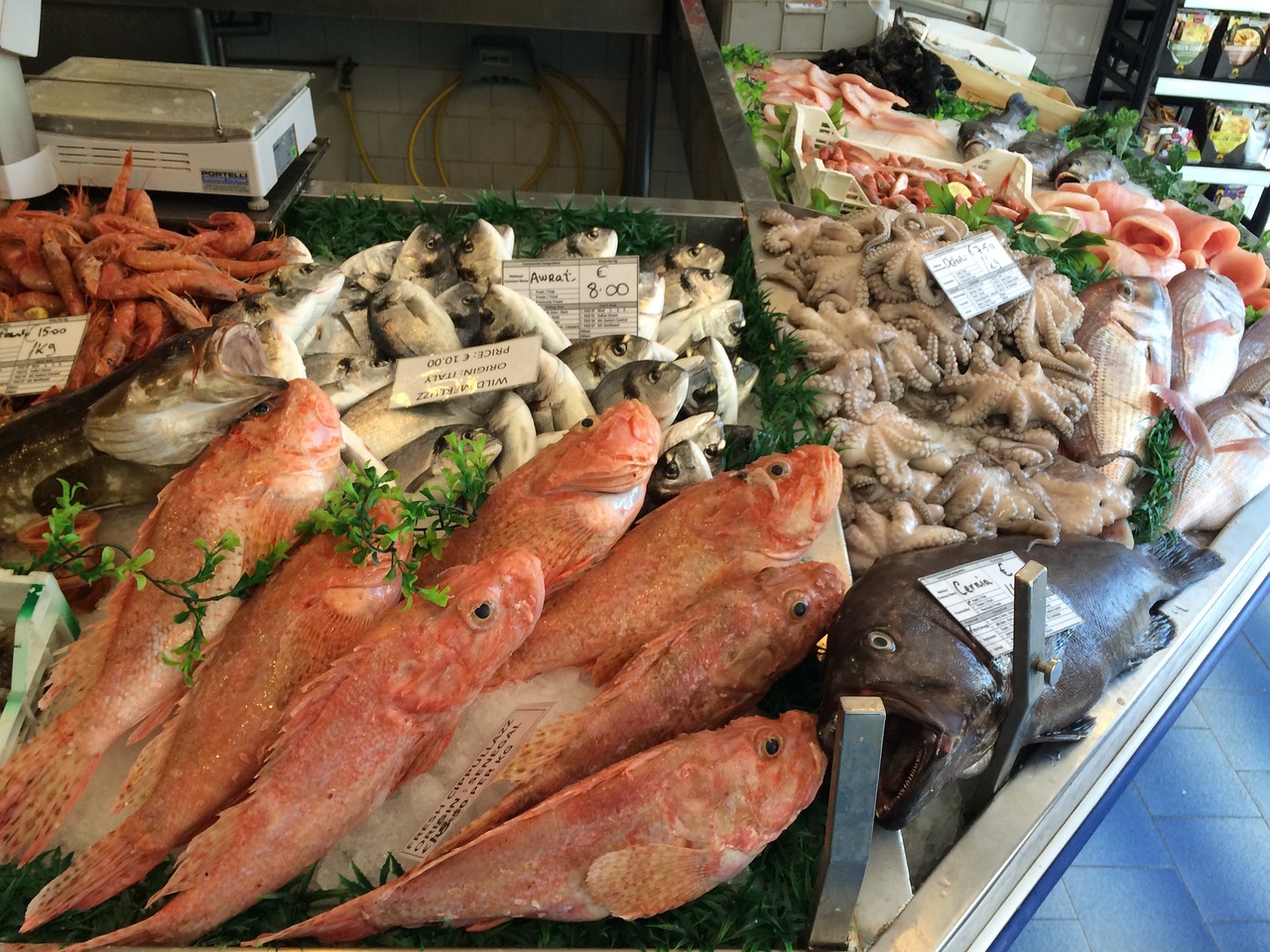 大石橋市好多魚水族用品館（大石橋市好多魚水族用品館在哪里）