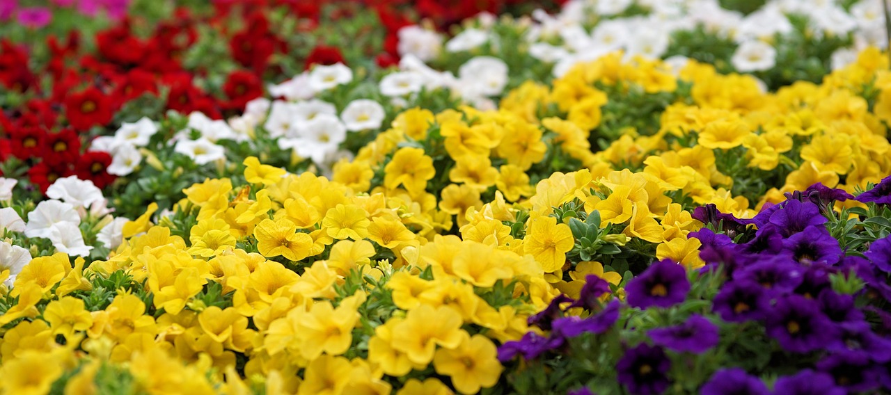 五華縣棉洋鎮(zhèn)柒彩鮮花水族館（五華縣棉洋鎮(zhèn)柒彩鮮花水族館電話） 全國水族館企業(yè)名錄 第2張