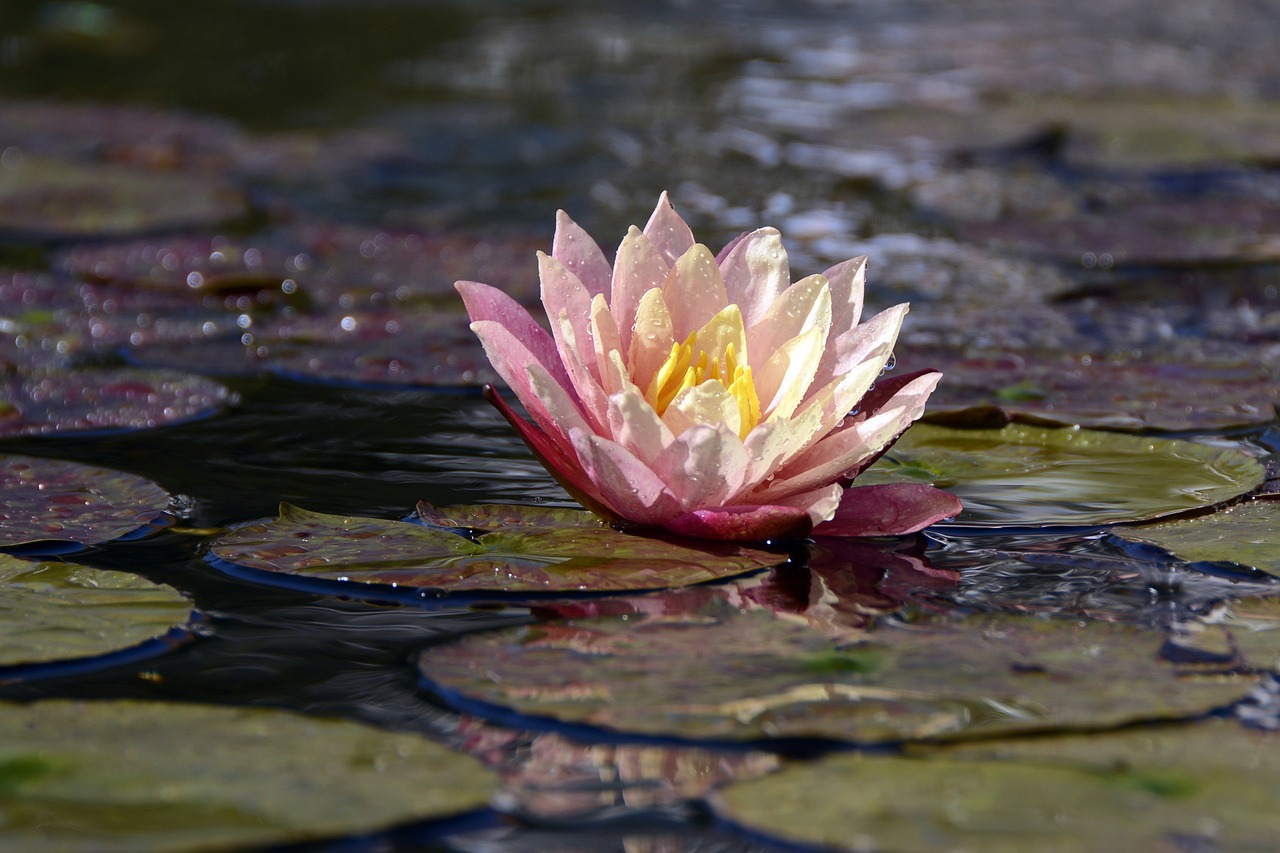 遼陽市文圣區(qū)永嘉花魚養(yǎng)殖廠（遼陽市文圣區(qū)永嘉花魚養(yǎng)殖廠電話） 全國水族館企業(yè)名錄 第4張