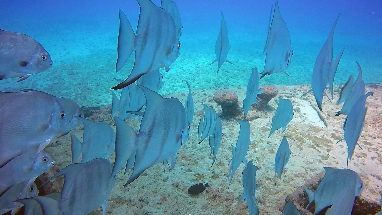 怎樣魚(yú)缸水變清澈（怎樣魚(yú)缸水變清澈了） 觀賞魚(yú) 第4張