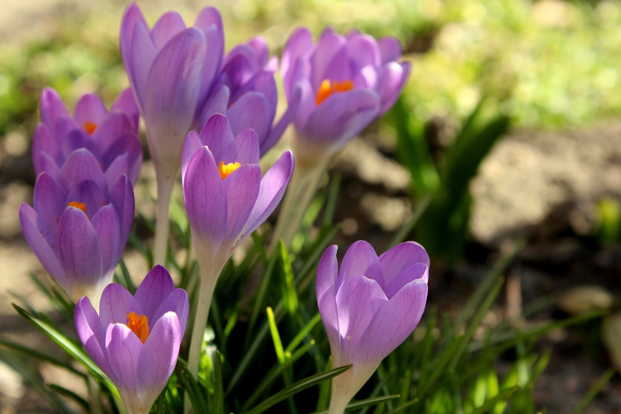 阜新蒙古族自治縣阜新鎮(zhèn)志強(qiáng)花卉觀賞魚養(yǎng)殖中心（阜新市花鳥魚市場在哪?）