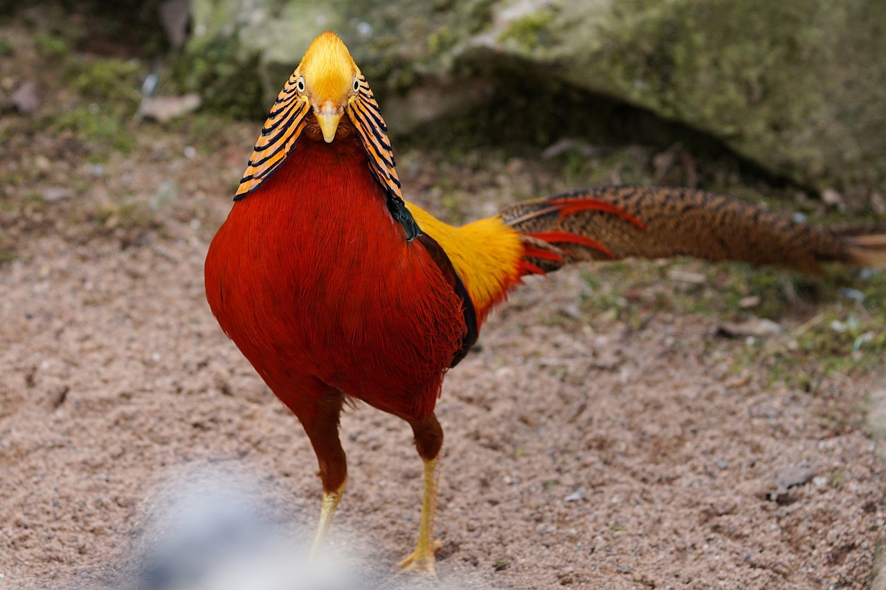 百鳥之王是什么鳥？ 觀賞蝦蟹等飼料 第1張