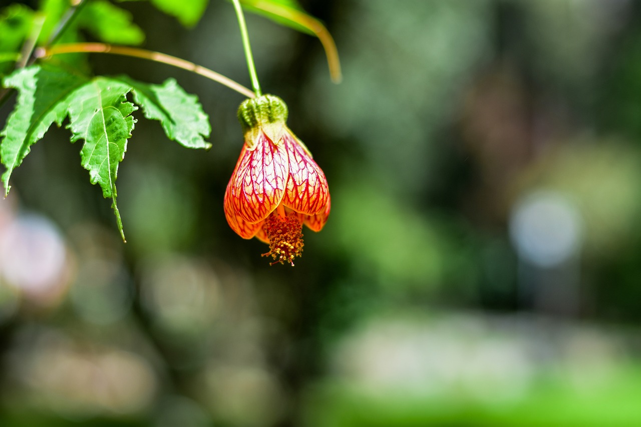 哈爾濱市松北區(qū)鴻竹花卉種植園