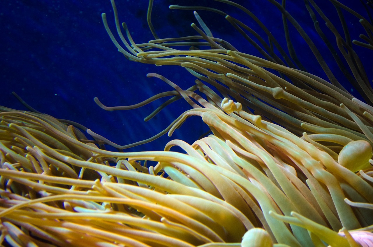 60魚缸三湖造景（60厘米三湖造景）