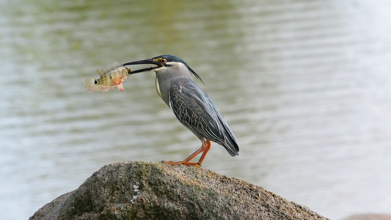 雷龍魚吃活食視頻（雷龍魚吃魚視頻） 元寶鳳凰魚 第4張