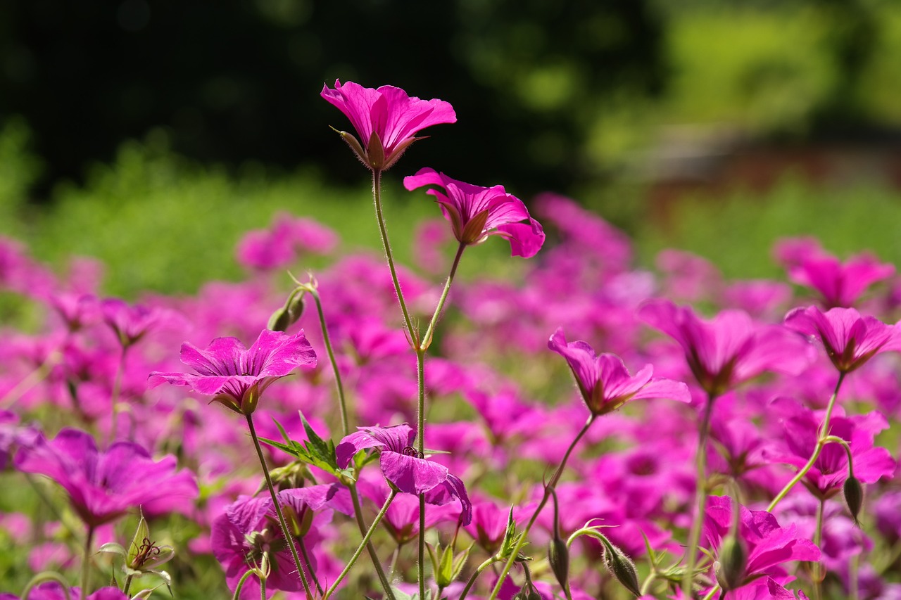 鎮(zhèn)江市香格里拉花卉有限公司（鎮(zhèn)江市香格里拉花卉有限公司招聘）