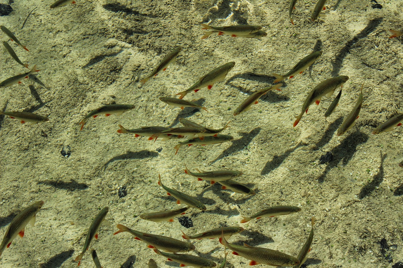 魚(yú)為什么喜歡跳出魚(yú)缸底部（魚(yú)為什么喜歡跳出魚(yú)缸底部呢） 觀賞魚(yú) 第4張