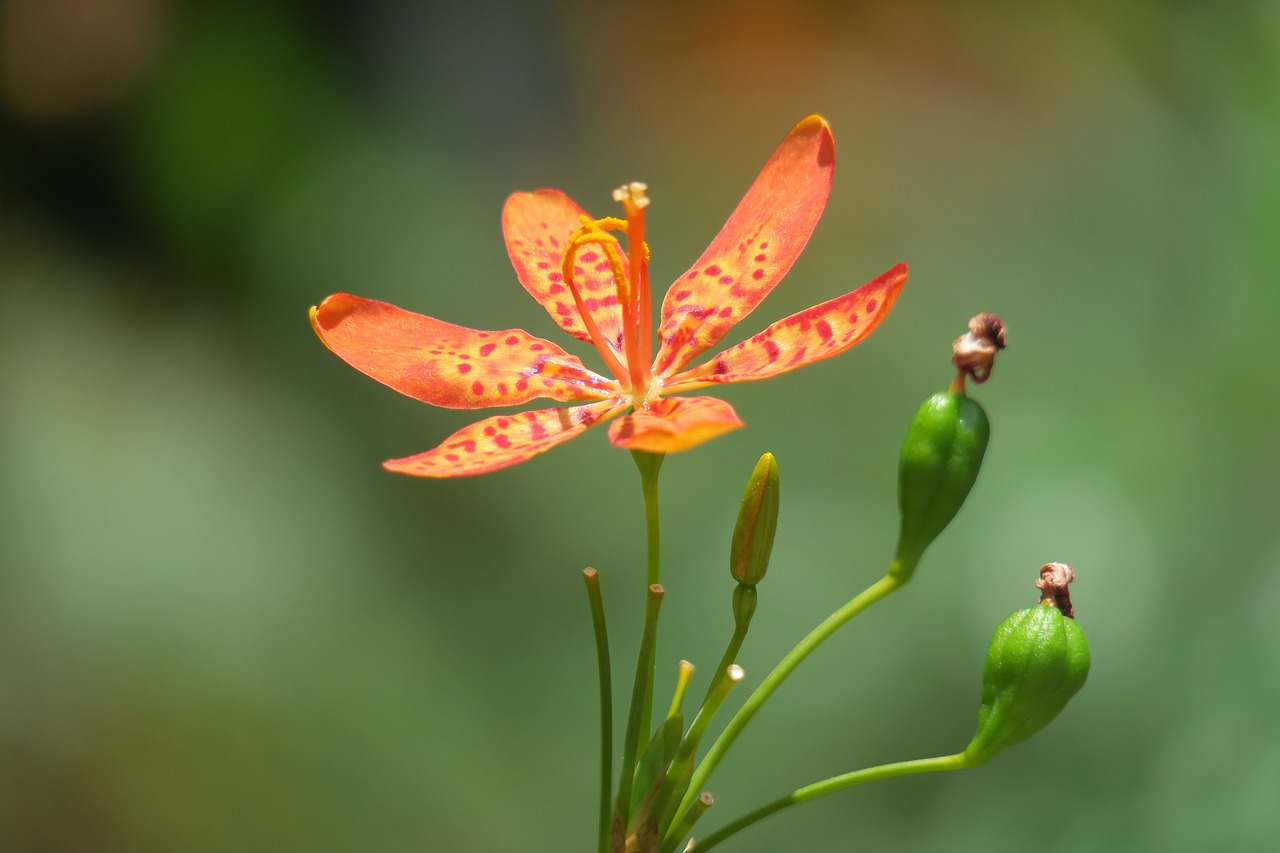 六盤水市紅果怡馨花卉經(jīng)營(yíng)部（六盤水市紅果怡馨花卉經(jīng)營(yíng)部地址）