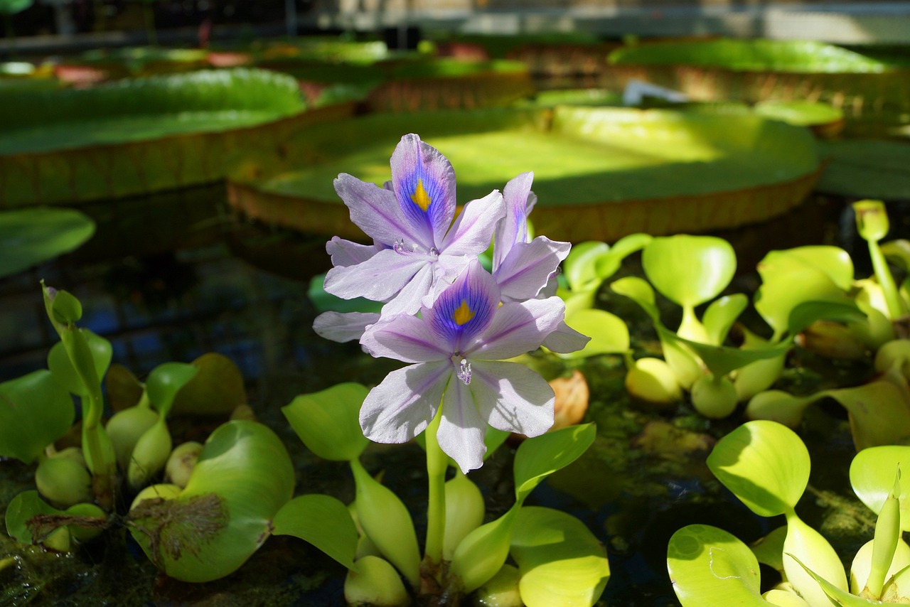 蝴蝶鯉和龍魚(yú)混養(yǎng)的相關(guān)問(wèn)題，蝴蝶鯉和龍魚(yú)混養(yǎng)是否可行及養(yǎng)殖技巧